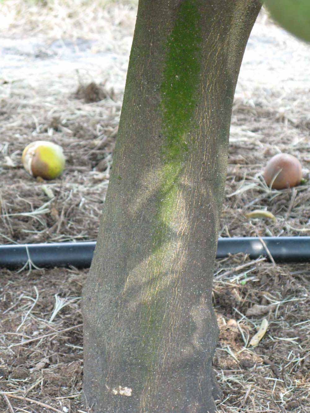            Bark (Winter Haven, FL)   